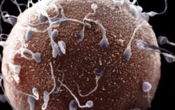 Male infertility research reveals how a new life begins
